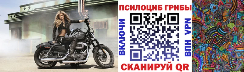 Купить закладки  Оха  Псилоцибиновые грибы Psilocybe 